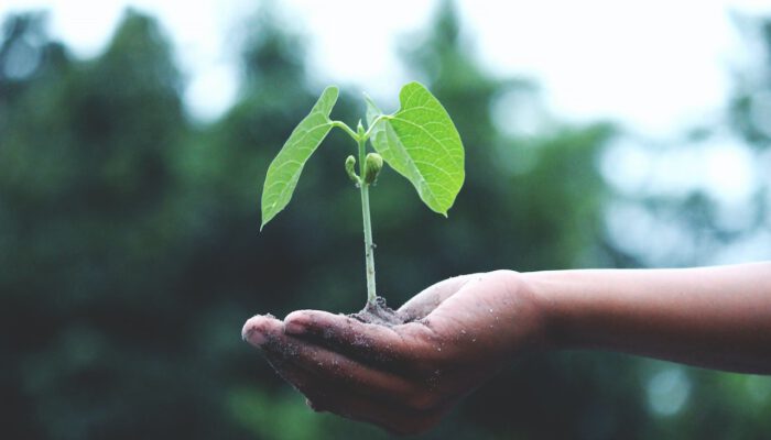 Hand met plantje